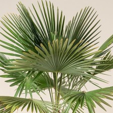 Palma cinese di Chusan