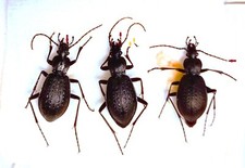 Carabidae CARABINAE Carabus