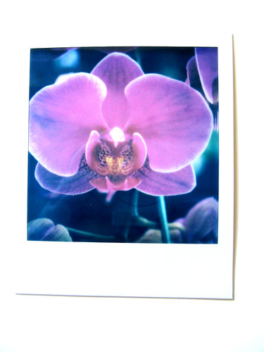 Araki polaroid originale - araki:,