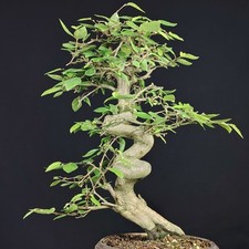 Bonsai carpinus laxiflora - carpinus,