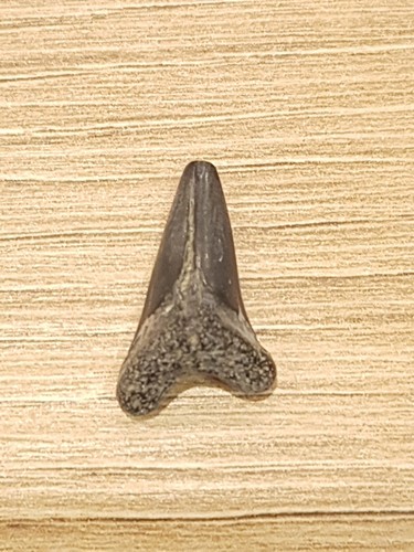 Otodus denti squalo - otodus, di