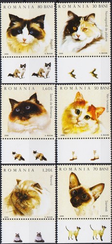 Romania 2006 gatti norvegese - romania,