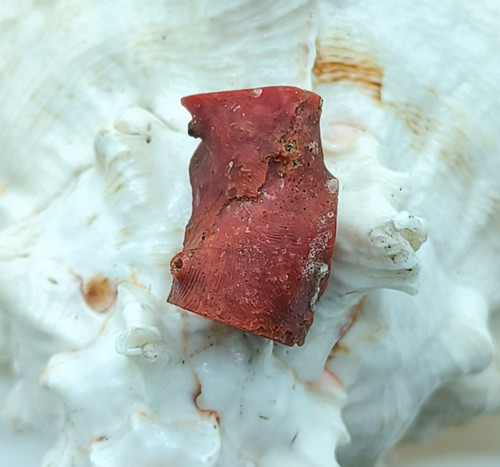Corallo rosso italiano