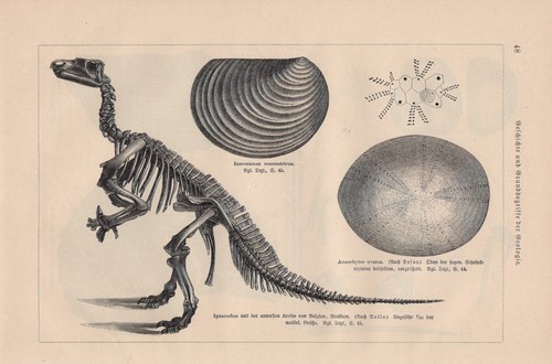 Scheletro teleosaurus del - di,