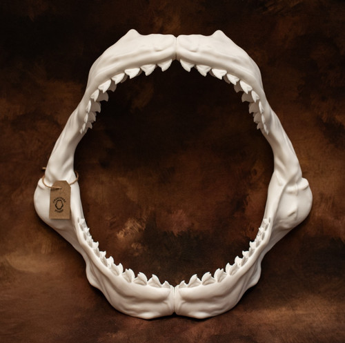 Tiger shark jaws replica 40cm - shark,