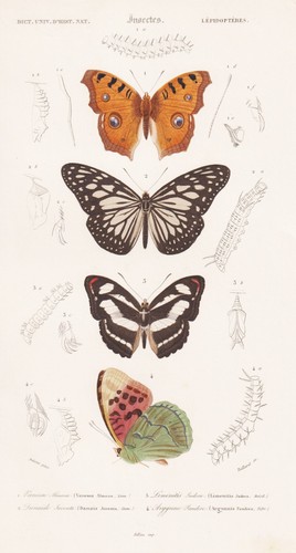 Vanessa almana incisione - almana,