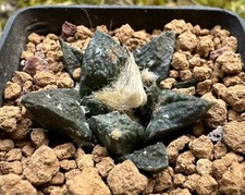 Ariocarpus fi suratus, Own Root, 3.7 cm, Not Copiapoa, Aztekium