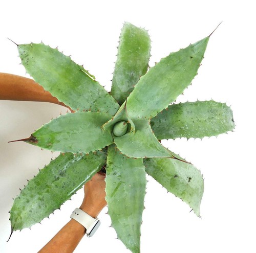 Agave parrasana cerulata - parrasana, x