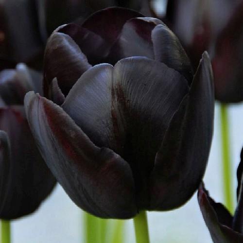 Tulipani bulbi fiori - bulbi, di