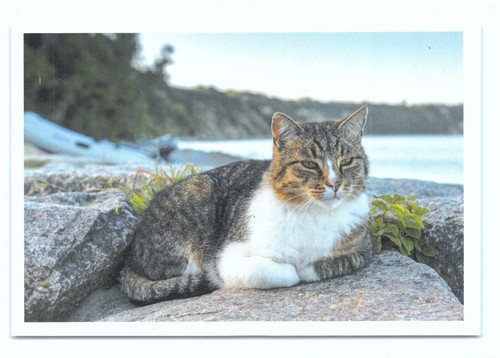 Cartolina postale gatto - 1,