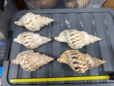 Charonia Tritonis 17 cm circa