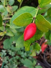 Natal Plum - Carissa macrocarpa - prugna natale - 5+ semi - semi - Gx 149