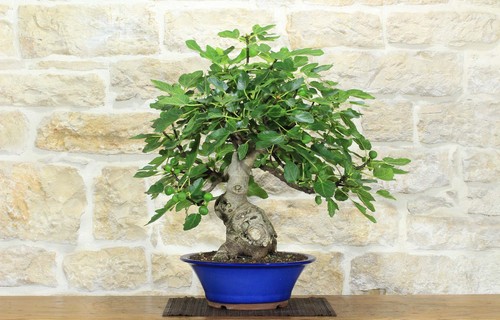 Bonsai fico - bonsai, (90)