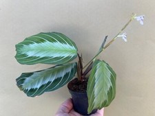 Fascia argento Maranta