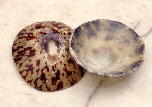 Conchiglie ovali limpet - ovali,