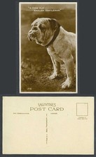 Bulldog Bull Dog Puppy A Fine