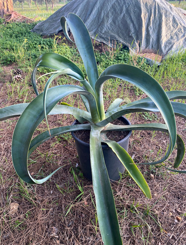 Agave vilmoriniana - agave, (agave