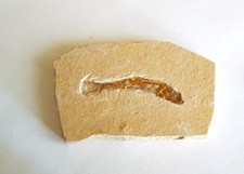Fossili pesce fossile - fossile, (10)