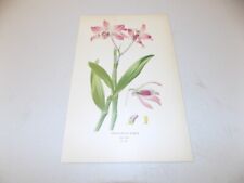 Antica stampa floreale 1897 /