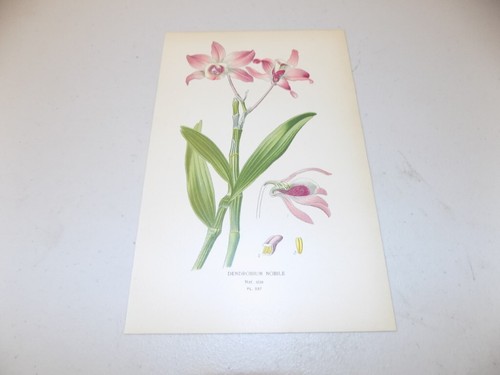 Antica stampa floreale 1897 - , /