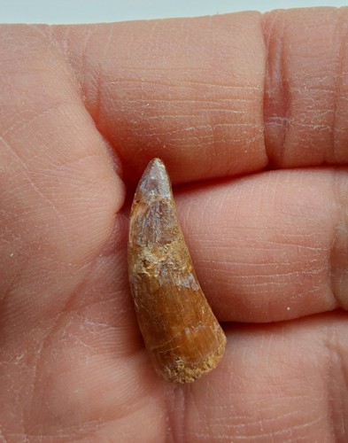Dente elosuchus cherifiensis - elosuchus,