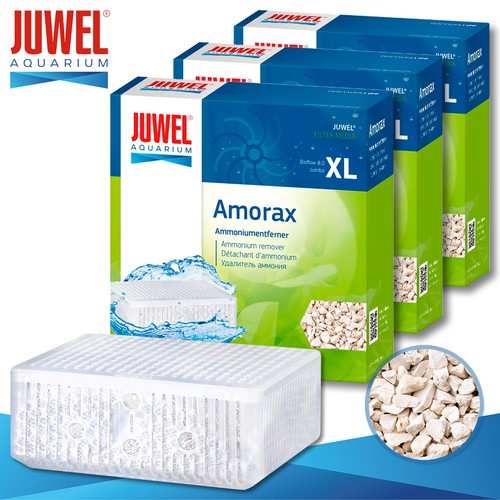 Juwel amorax - juwel, 3