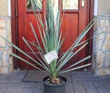 Dasylirion cedrosanum dal