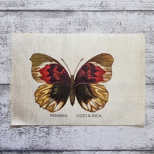 Insignis costa rica farfalla - rica,