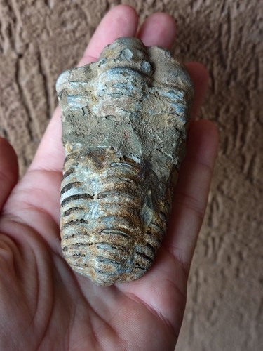 Fossili trilobite - fossili, *