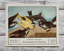 Canarino passero tenero