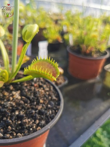 Dionaea muscipula gj - dionaea, "gj