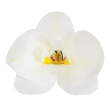 Conf. 10 Orchidee in Cialda