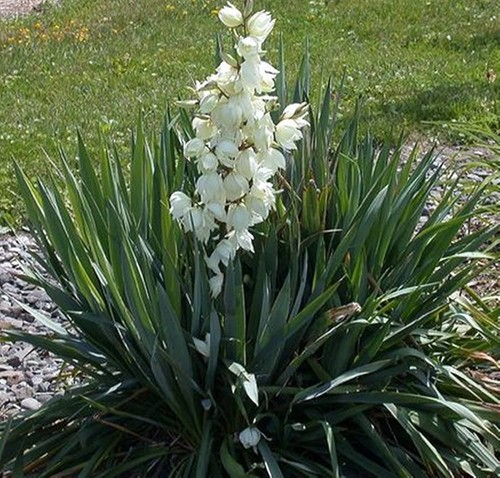 Yucca filamentosa fiore - filamentosa,