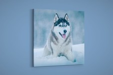 Artographie - Alaskan Malamute