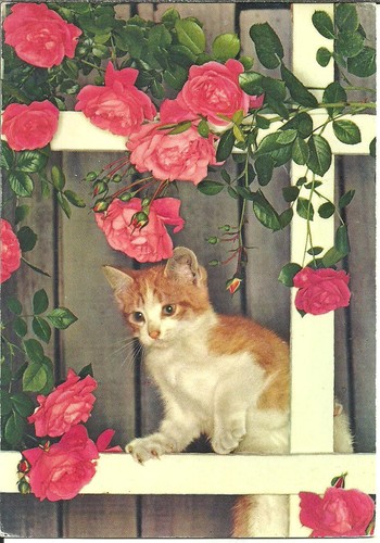 Gatto gattino chat cat - gatto,, gattino,