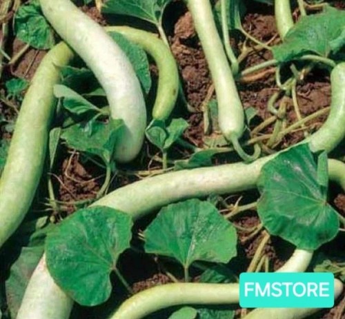 Semi zucca zucchina - semi,