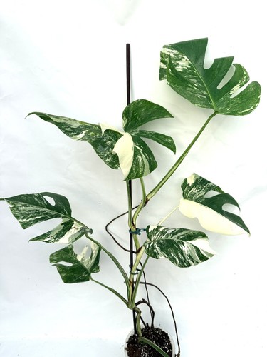 Monstera albo variegata exact - monstera,