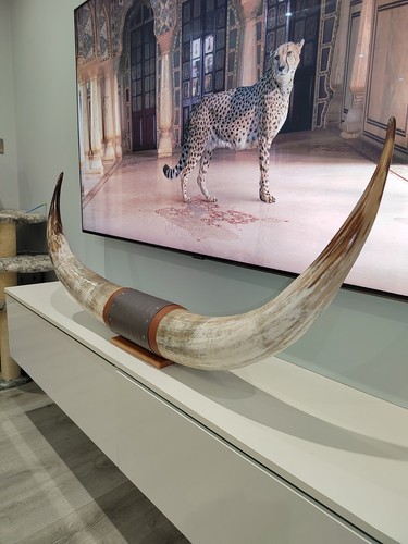 Authentic large real bull - large,
