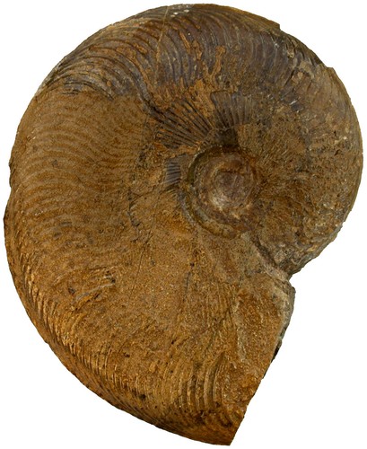 Lias cleviceras elegans - cleviceras,