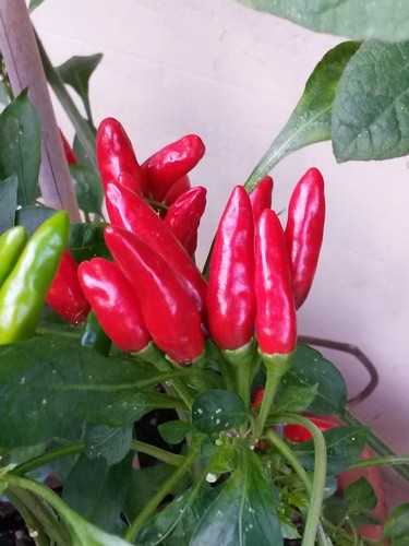Semi peperoncino a - semi,
