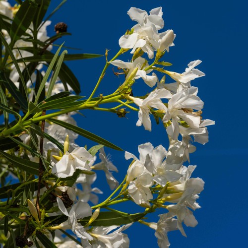 Nerium oleander bianco - nerium,