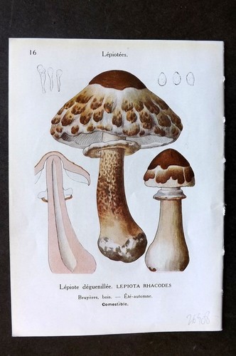 Stampa funghi maublanc 1946 - stampa,