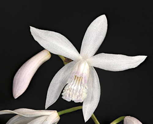 Bletilla striata var alba - bletilla, var.