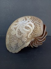 Conchiglia Nautilus intagliata