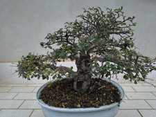 Pianta olmo cinese - di,