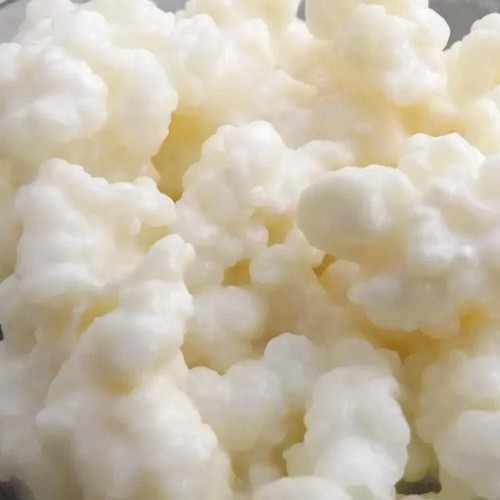 Kefir latte 25grammi - di,