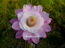 "ALSENZPINK" Hildewintera