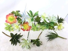 Lotto piante grasse fiori - lotto,