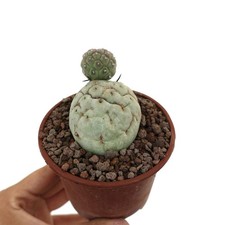 Tephrocactus geometricus SELECTED TWO BALLS 18L