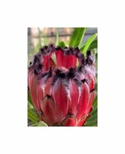 4x Protea laurifolia piante da giardino protea barbute - semi B2239